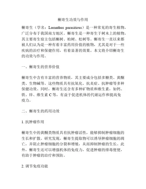 槲寄生功效与作用