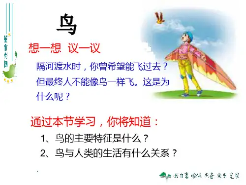 鸟课件PPT