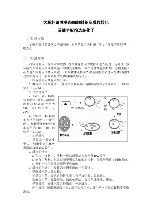 实验大肠杆菌感受态细胞制备及铺平板筛选转化子
