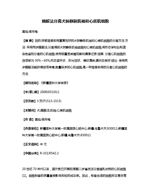 酶解法分离犬肺静脉肌袖和心房肌细胞