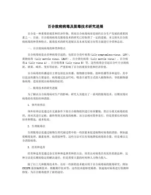 百合致病病毒及脱毒技术研究进展