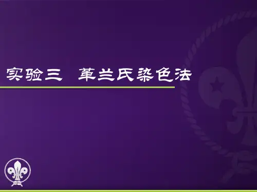 实验三  革兰氏染色法