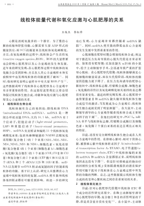 线粒体能量代谢和氧化应激与心肌肥厚的关系