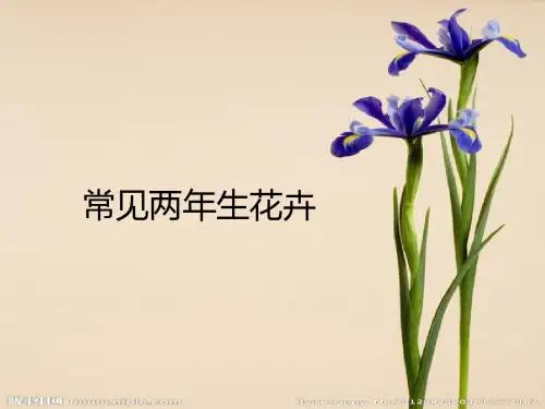 两年生花卉欣赏-精选文档