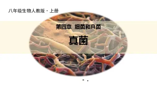 《真菌》PPT课件