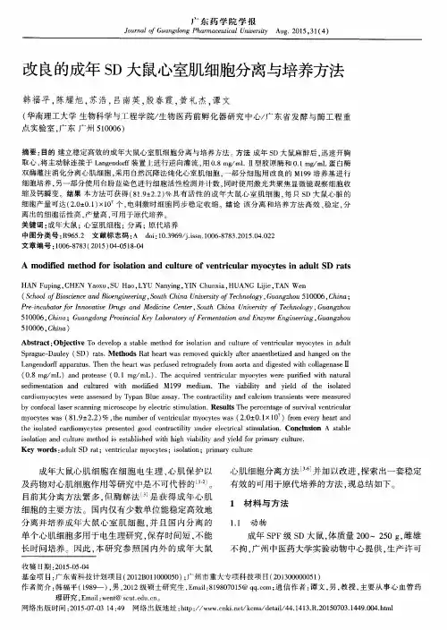改良的成年SD大鼠心室肌细胞分离与培养方法