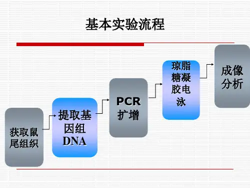 基因敲除小鼠的实验流程