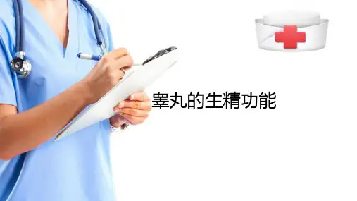 生殖—男性生殖(生理学课件)