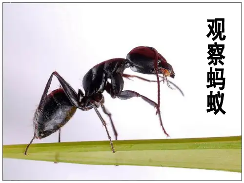 观察蚂蚁_寻访校园里的动植物PPT课件