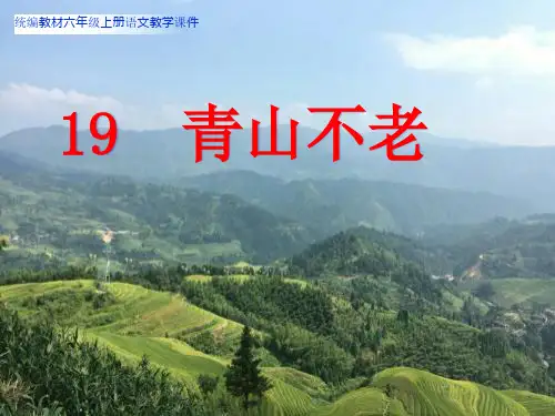 19青山不老
