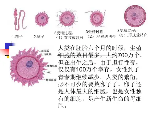 受精过程