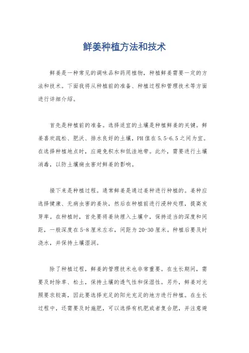 鲜姜种植方法和技术