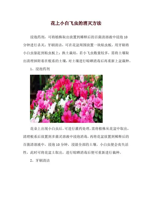 花上小白飞虫的消灭方法