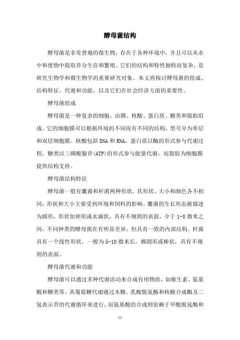酵母菌结构