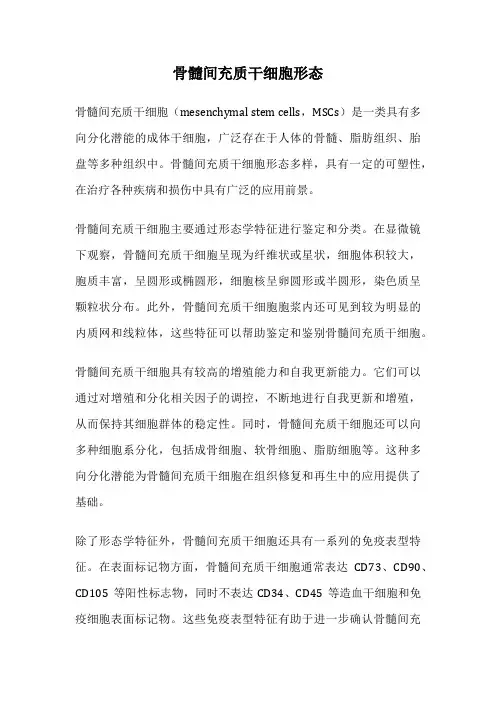 骨髓间充质干细胞形态
