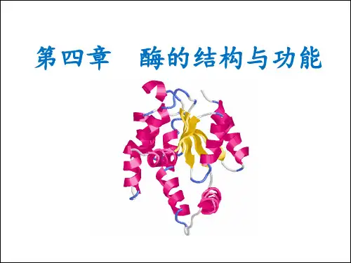 第四章 酶的结构与功能