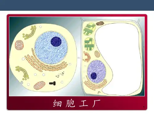 细胞核(优质课)PPT课件