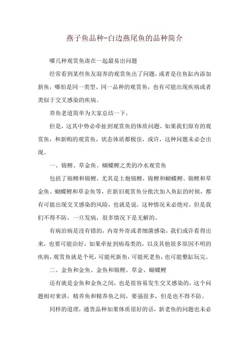 燕子鱼品种-白边燕尾鱼的品种简介