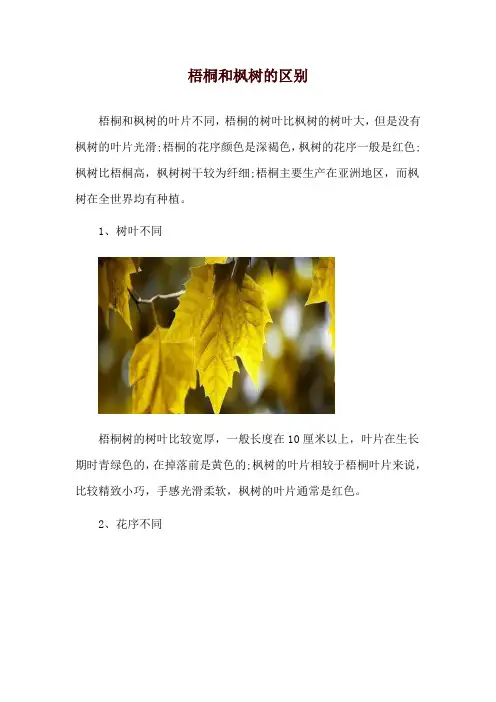 梧桐和枫树的区别