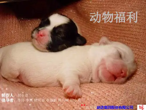 动物福利