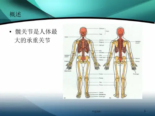 髋部解剖及关节置换手术入路行业荟萃.ppt