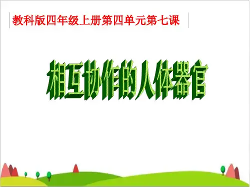 四级上册科学课件- 相互协作的人体器官教科版2