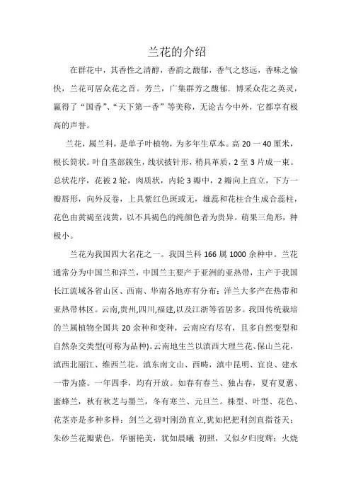 兰花的介绍