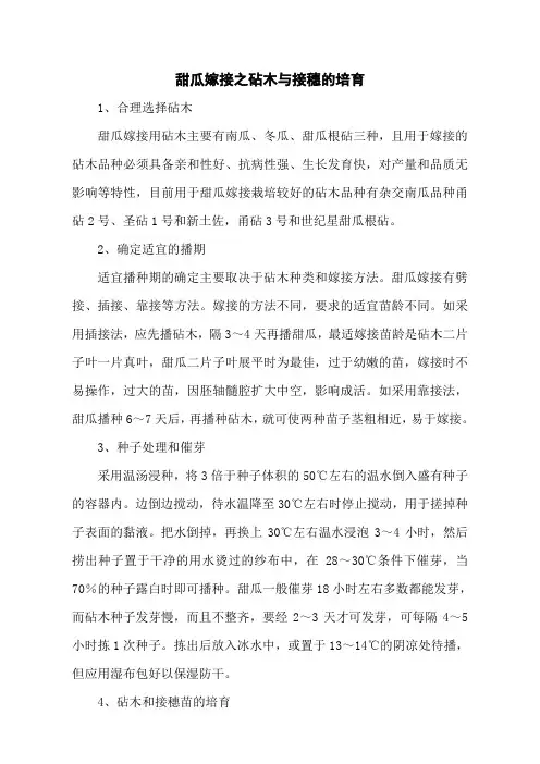 甜瓜嫁接之砧木与接穗的培育