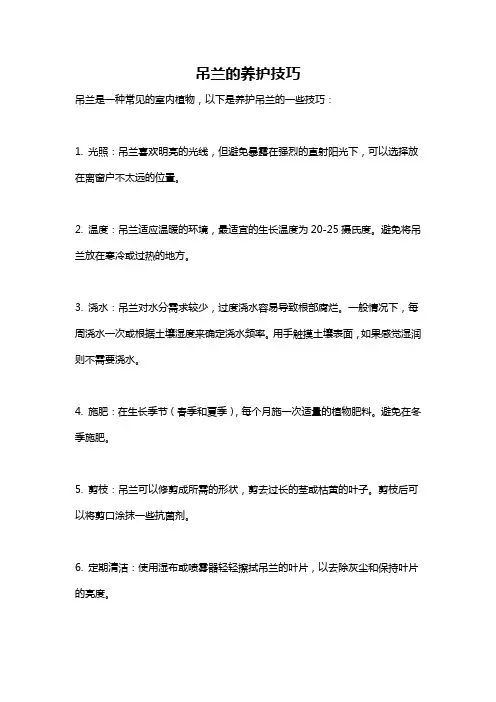 吊兰的养护技巧
