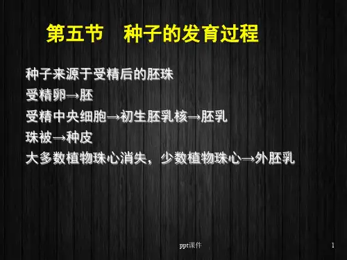 种子的发育过程  ppt课件