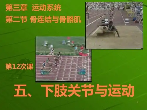 第-章下肢-运动解剖学ppt课件