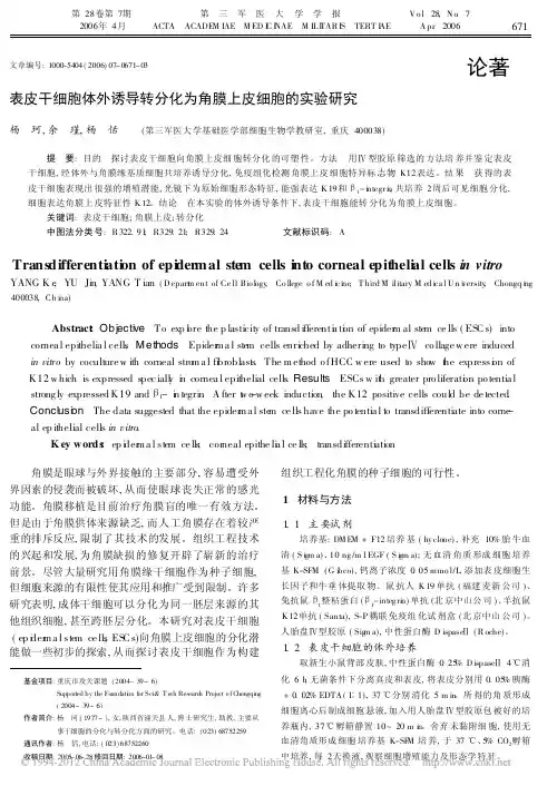 表皮干细胞体外诱导转分化为角膜上皮细胞的实验研究