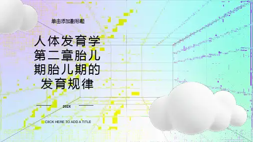 人体发育学第二章胎儿期胎儿期的发育规律