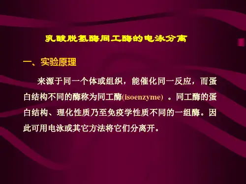 实验六.LDH同工酶的电泳分离.ppt