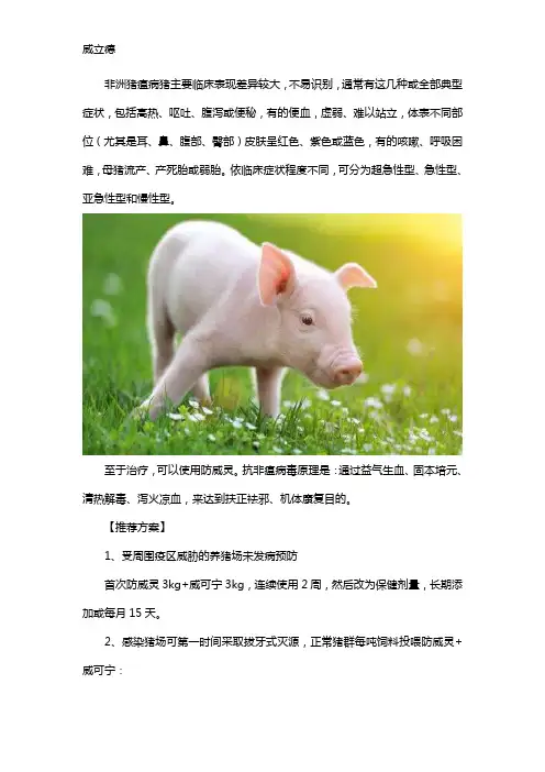 非洲猪瘟的症状及治疗