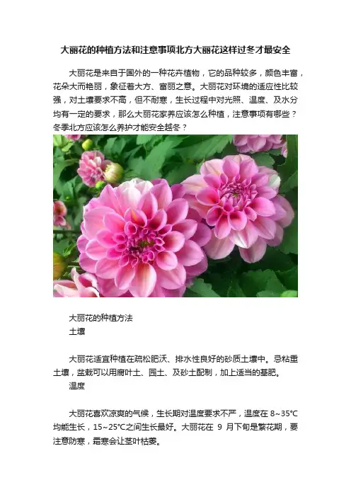 大丽花的种植方法和注意事项北方大丽花这样过冬才最安全