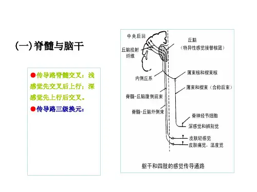 感觉传导通路概述