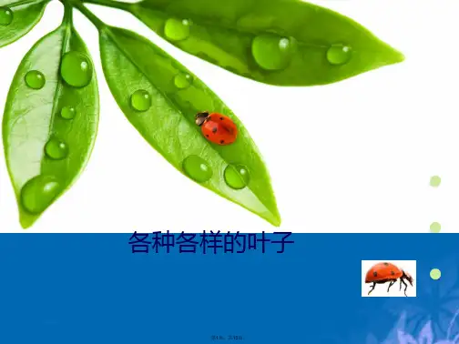 各种各样的叶子(共15张PPT)