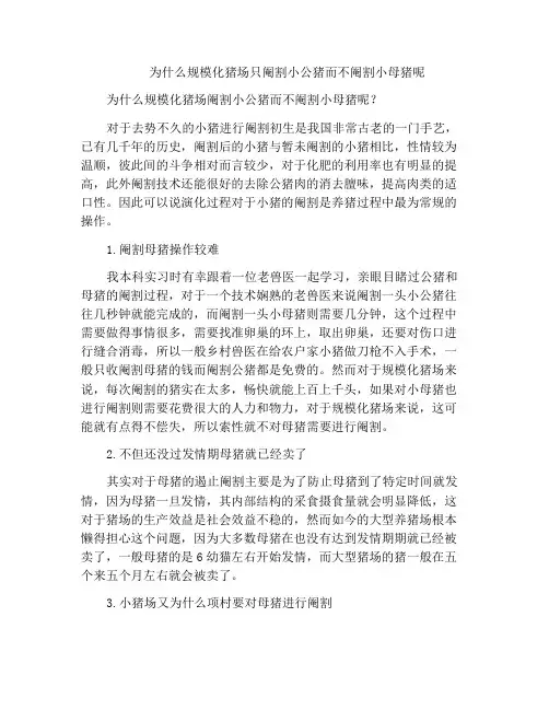 为什么规模化猪场只阉割小公猪而不阉割小母猪呢