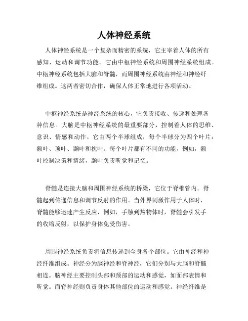 人体神经系统