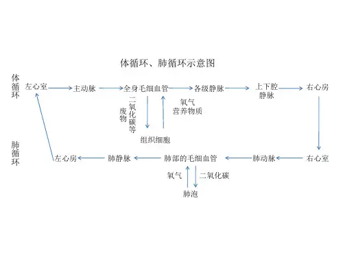 体循环、肺循环示意图