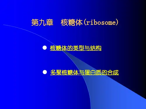 细胞生物学——核糖体可修改全文
