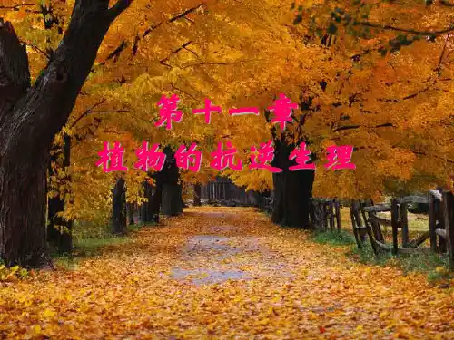 《植物生理学》第十一章 逆境生理ppt课件