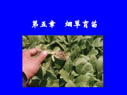 烟草育苗(附图片)ppt课件
