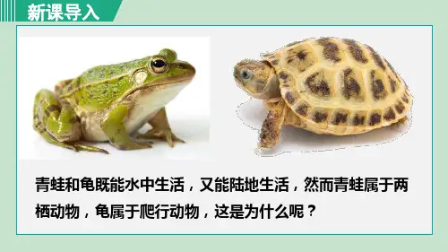 《两栖动物和爬行动物》PPT优质课件