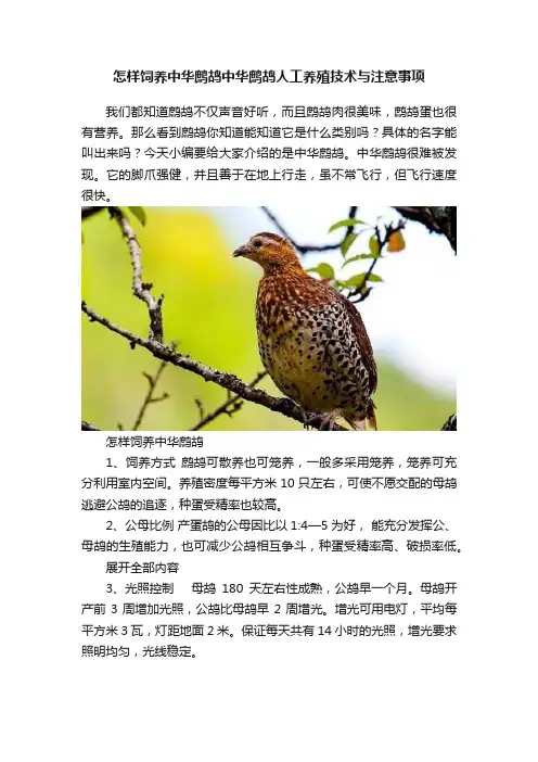怎样饲养中华鹧鸪中华鹧鸪人工养殖技术与注意事项
