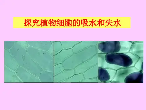 《探究植物细胞的吸水和失水》说课