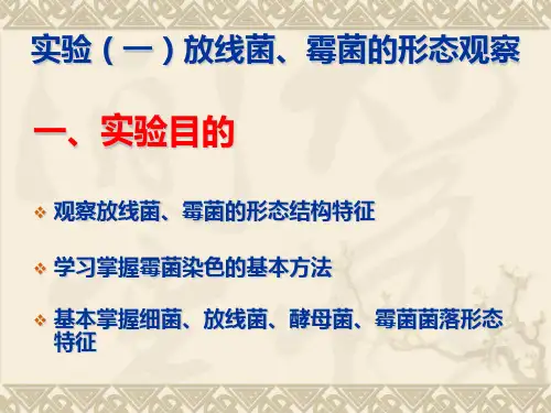 放线菌霉菌的形态观察及微生物的分离纯化PPT课件