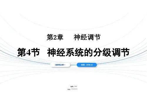 2.4 神经系统的分级调节-高二生物同步教学精品课件(人教版2019选择性必修1)