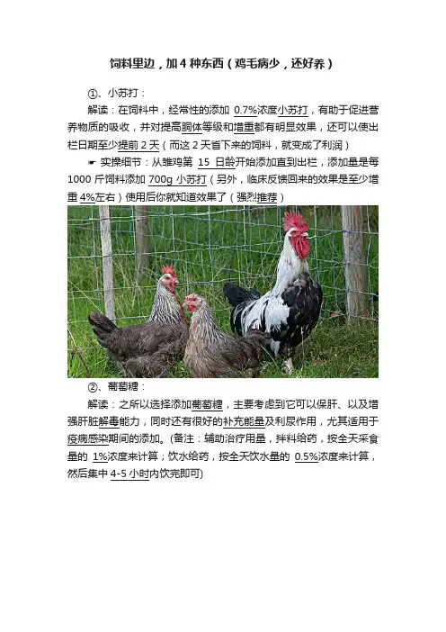 饲料里边，加4种东西（鸡毛病少，还好养）